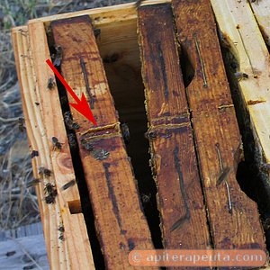 foto de propoleo para apiterapia sobre un cuadro de la colmena HD